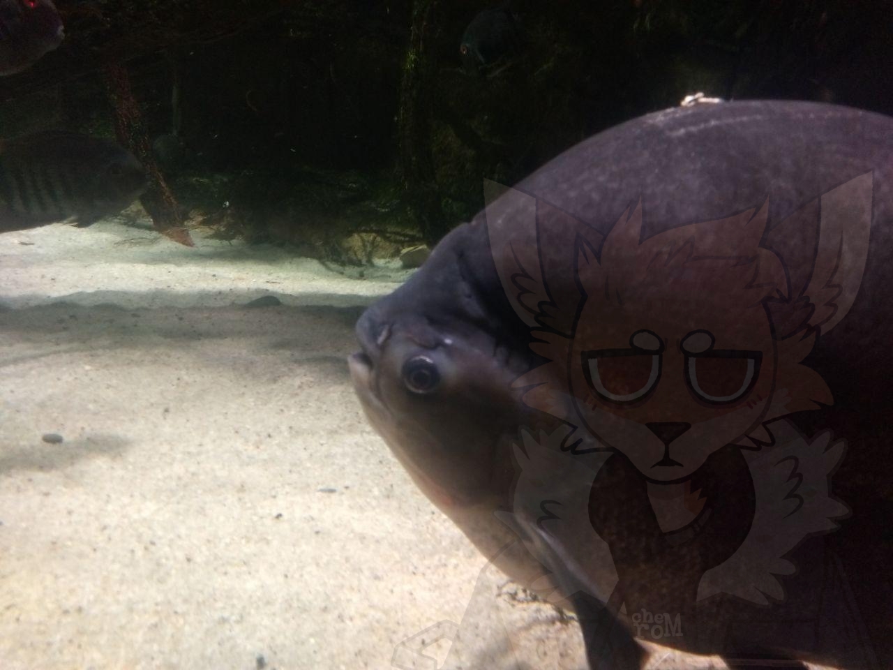 me at the aquarium